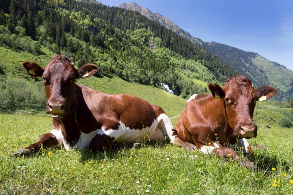 Neuhaushof Lejlighed Hollersbach im Pinzgau Eksteriør billede